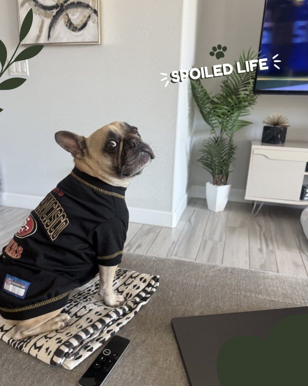 Coco in a black football jersey, sitting on a blanket and watching television