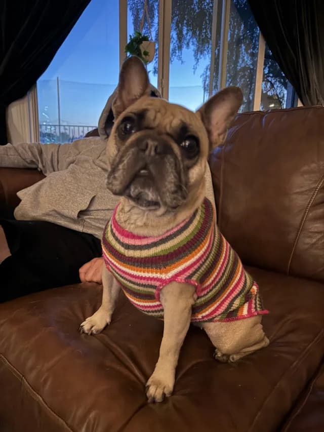 Coco sitting upright in a striped knitted sweater, head tilted, ears up
