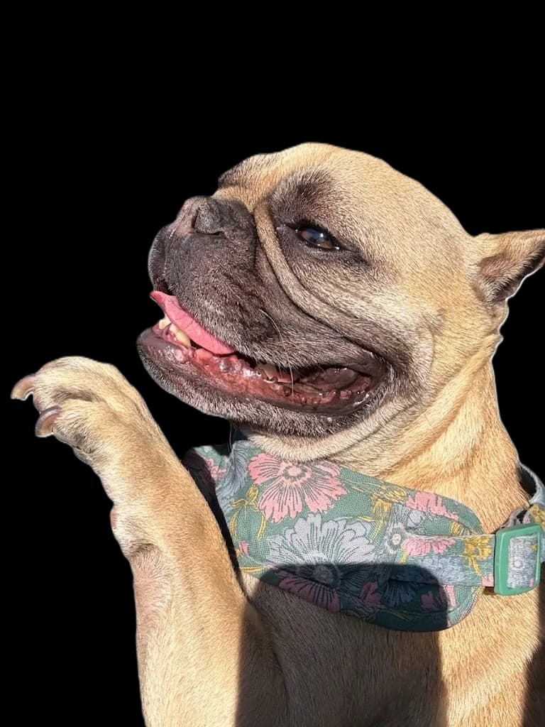 Coco in profile, tongue out, one paw raised, wearing a floral collar