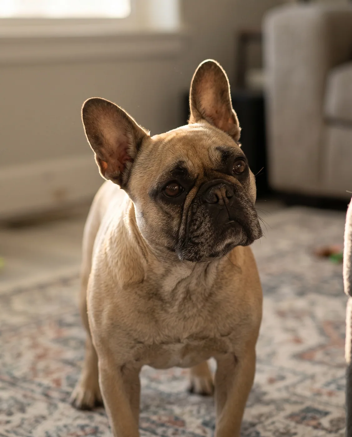 A French Bulldog watching something out of frame, ears forward