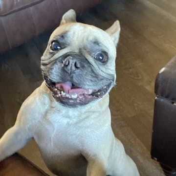 Coco, a fawn French Bulldog, grinning at the camera